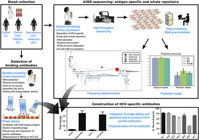 Antibody Repertoire Analysis of Hepatitis C Virus Infections Identifies Immune Signatures Associated With Spontaneous Clearance